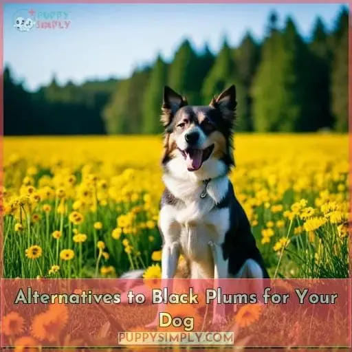 Alternatives to Black Plums for Your Dog