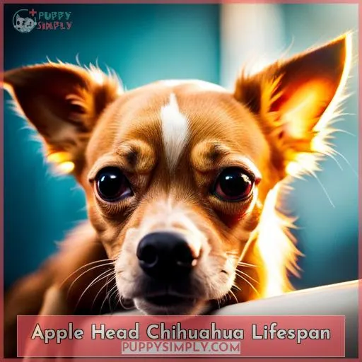 apple head chihuahua lifespan