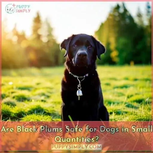 Are Black Plums Safe for Dogs in Small Quantities?