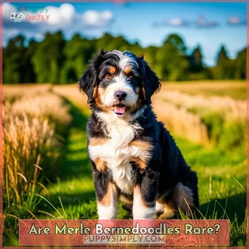 Are Merle Bernedoodles Rare?