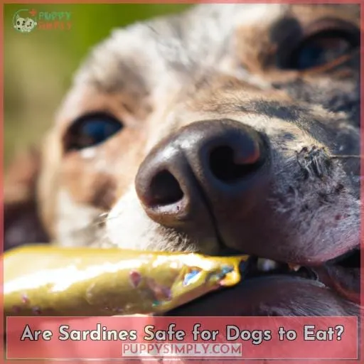 Are Sardines Safe for Dogs to Eat?