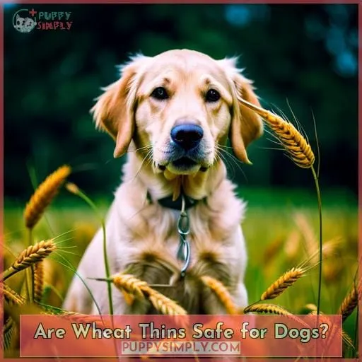 Are Wheat Thins Safe for Dogs?