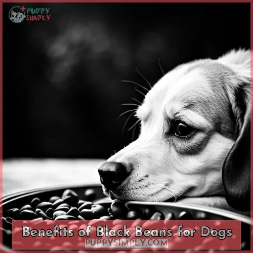 Benefits of Black Beans for Dogs