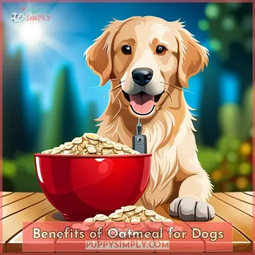 Benefits of Oatmeal for Dogs