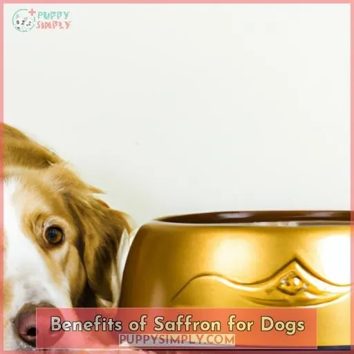 Benefits of Saffron for Dogs