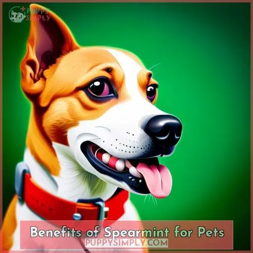 Benefits of Spearmint for Pets