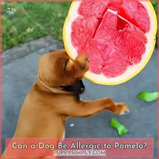 Can a Dog Be Allergic to Pomelo?