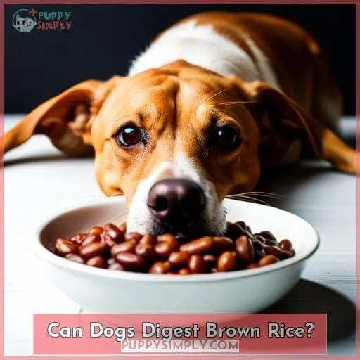 Can Dogs Digest Brown Rice?