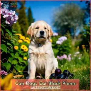 can dogs eat black plums