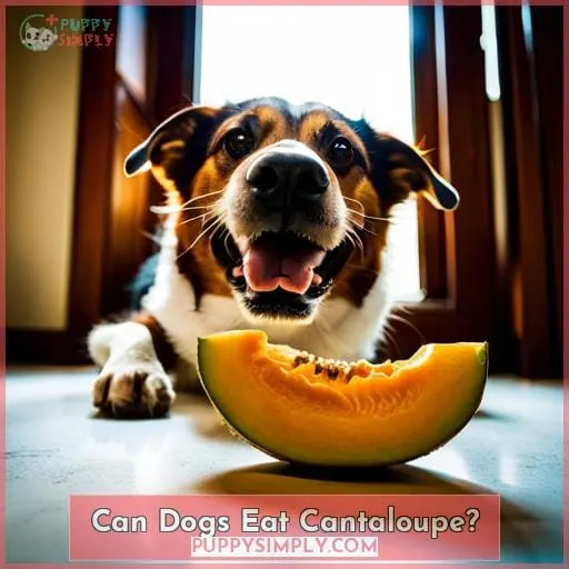 Can Dogs Eat Cantaloupe?
