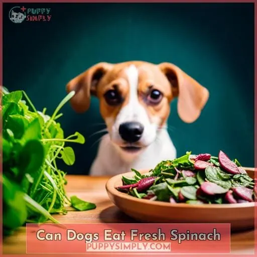 can dogs eat fresh spinach