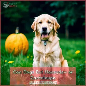 can dogs eat honeydew or cantaloupe