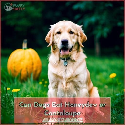 Cantaloupe safe for dogs Clearance