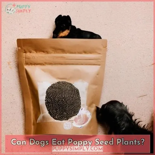 Can Dogs Eat Poppy Seed Plants?