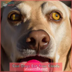 can dogs eat sour candy