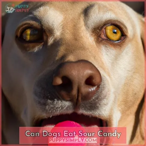 Can Dogs Eat Sour Candy?