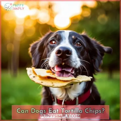 can dogs eat tortilla chips
