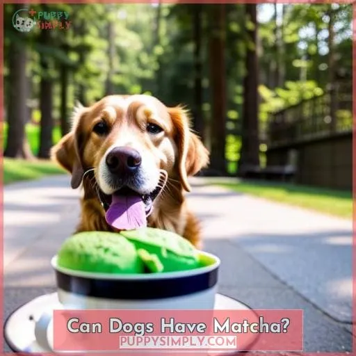 Can Dogs Have Matcha?