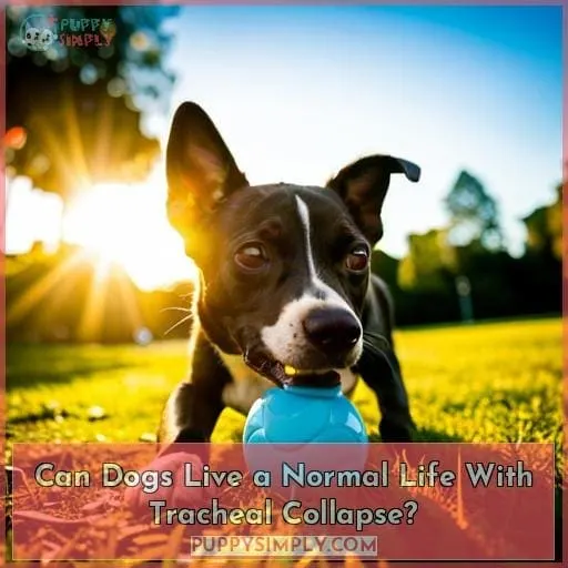 Can Dogs Live a Normal Life With Tracheal Collapse?