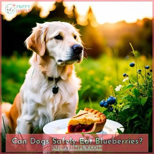 Can Dogs Safely Eat Blueberries?