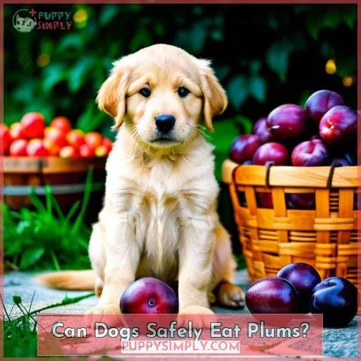 Can Dogs Safely Eat Plums?