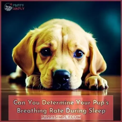 Can You Determine Your Pup’s Breathing Rate During Sleep