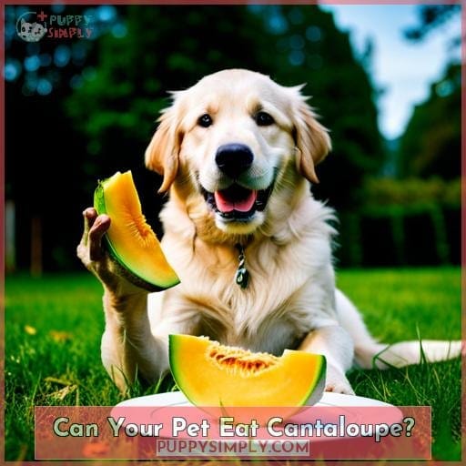 Can Your Pet Eat Cantaloupe? Can Your Pet Eat Cantaloupe?