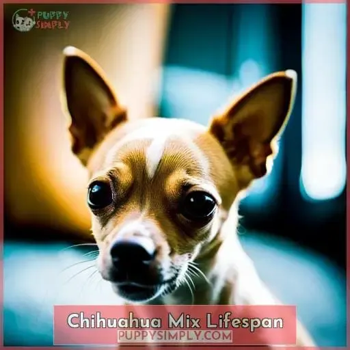 Chihuahua Mix Lifespan