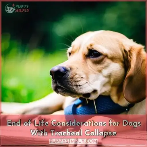 End of Life Considerations for Dogs With Tracheal Collapse