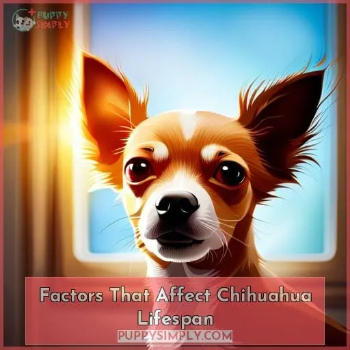 Factors That Affect Chihuahua Lifespan