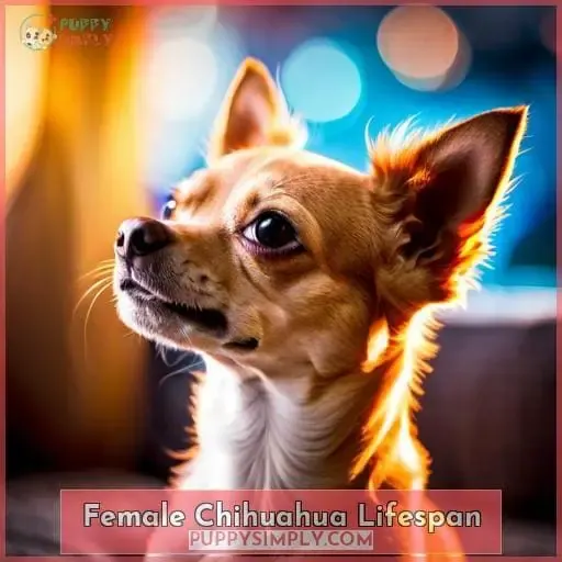 Female Chihuahua Lifespan