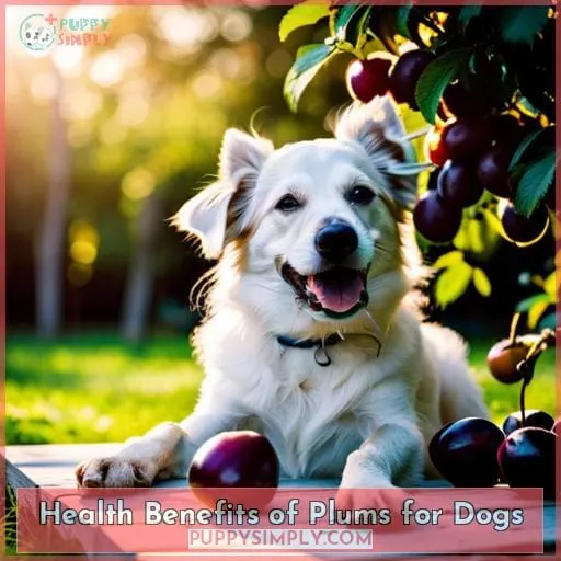Health Benefits of Plums for Dogs