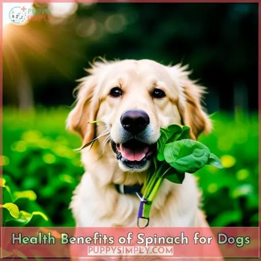 Health Benefits of Spinach for Dogs