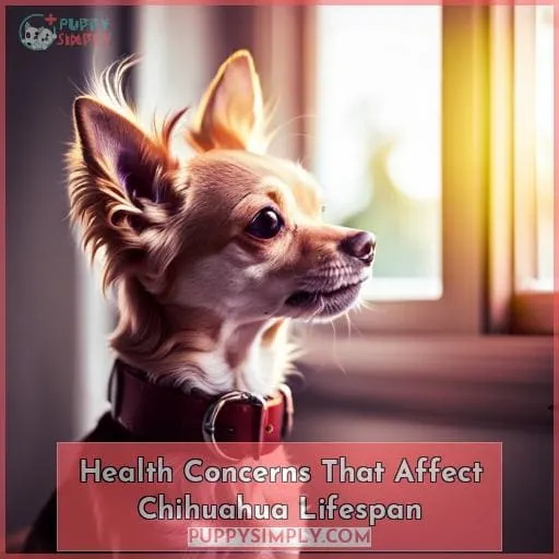 Health Concerns That Affect Chihuahua Lifespan