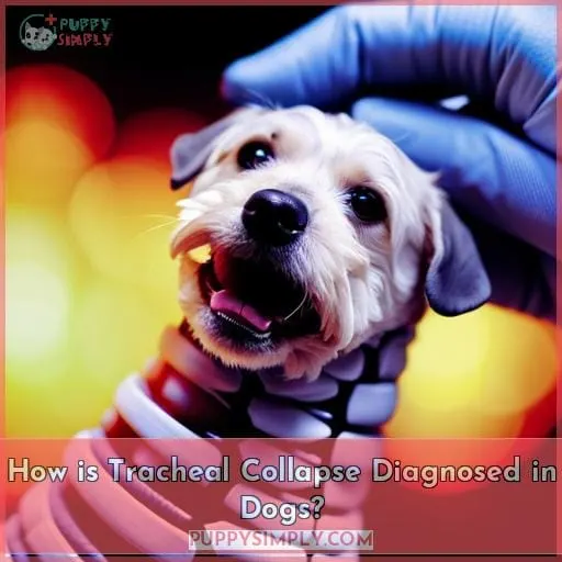 How is Tracheal Collapse Diagnosed in Dogs?