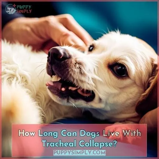 How Long Can Dogs Live With Tracheal Collapse?