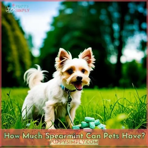 How Much Spearmint Can Pets Have?