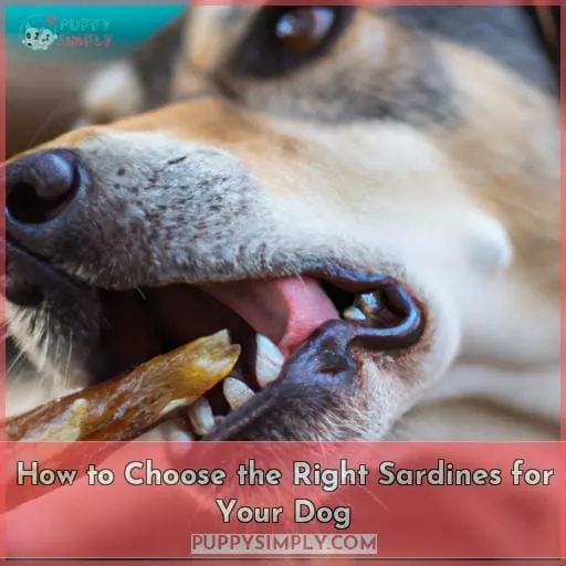 How to Choose the Right Sardines for Your Dog