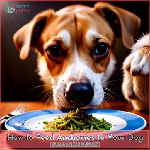 How to Feed Anchovies to Your Dog