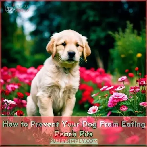 How to Prevent Your Dog From Eating Peach Pits