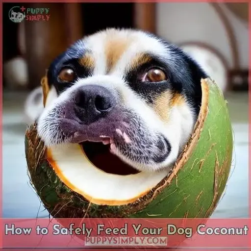 How to Safely Feed Your Dog Coconut