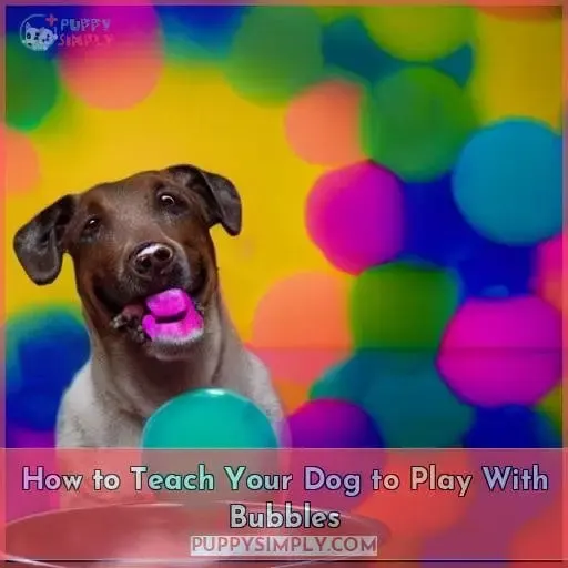 How to Teach Your Dog to Play With Bubbles