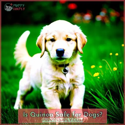 Is Quinoa Safe for Dogs?