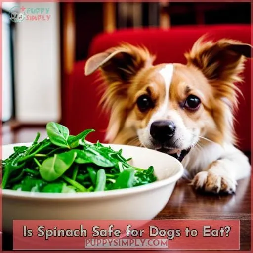 Is Spinach Safe for Dogs to Eat?
