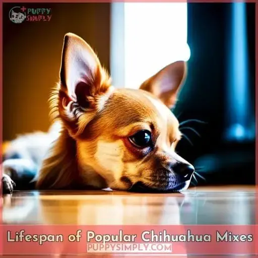 Lifespan of Popular Chihuahua Mixes