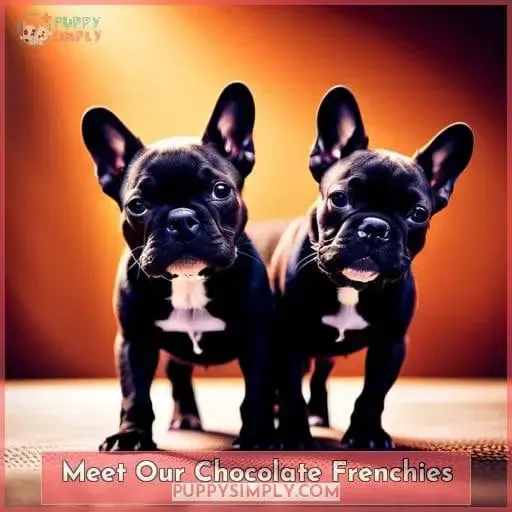 Meet Our Chocolate Frenchies