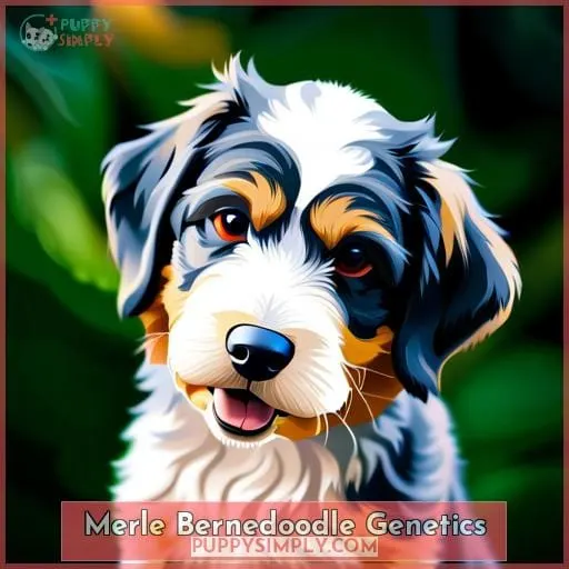 Merle Bernedoodle Genetics