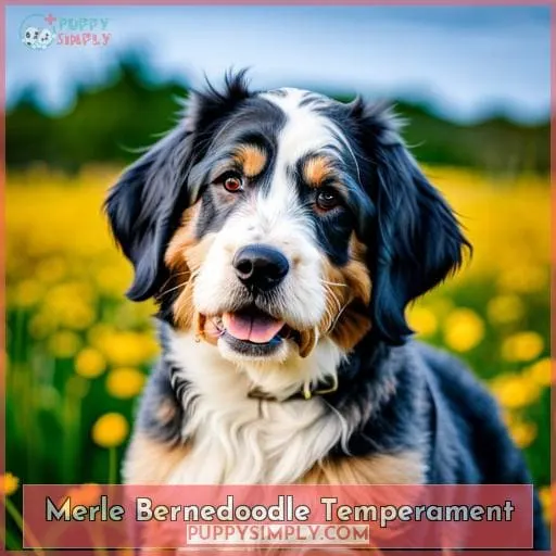 Merle Bernedoodle Temperament