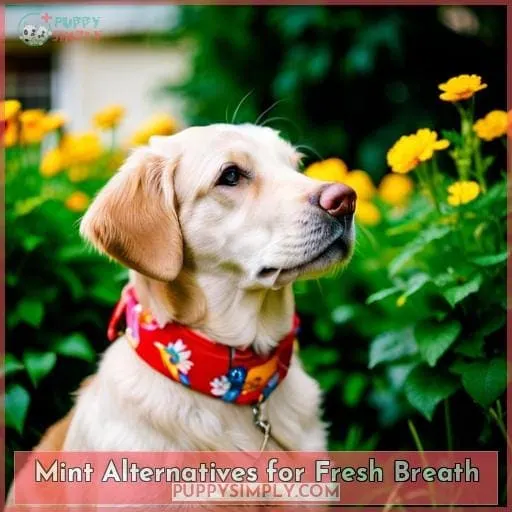 Mint Alternatives for Fresh Breath
