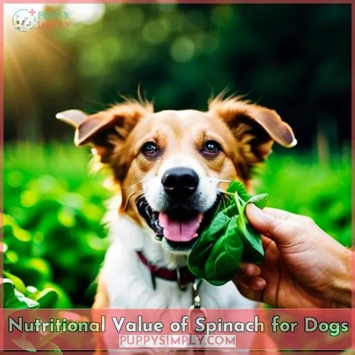Nutritional Value of Spinach for Dogs